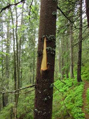 Medvěd hnědý (ursus arctos), značení teritoria / Brown bear, territorial marking