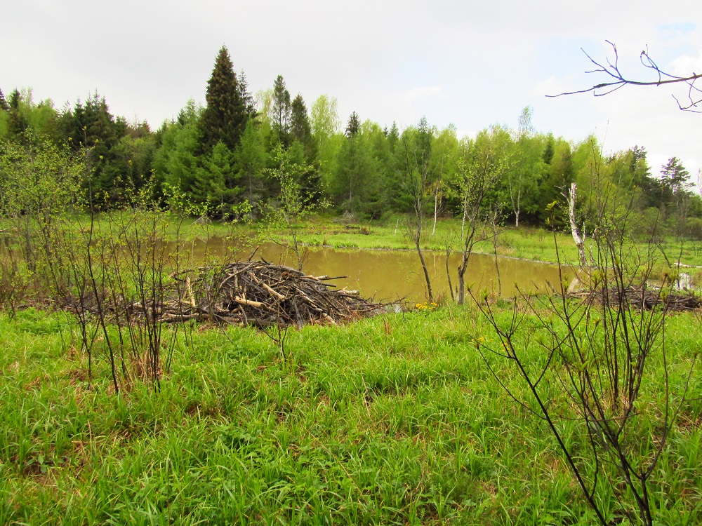 Bobří hrady /  Beaver lodge