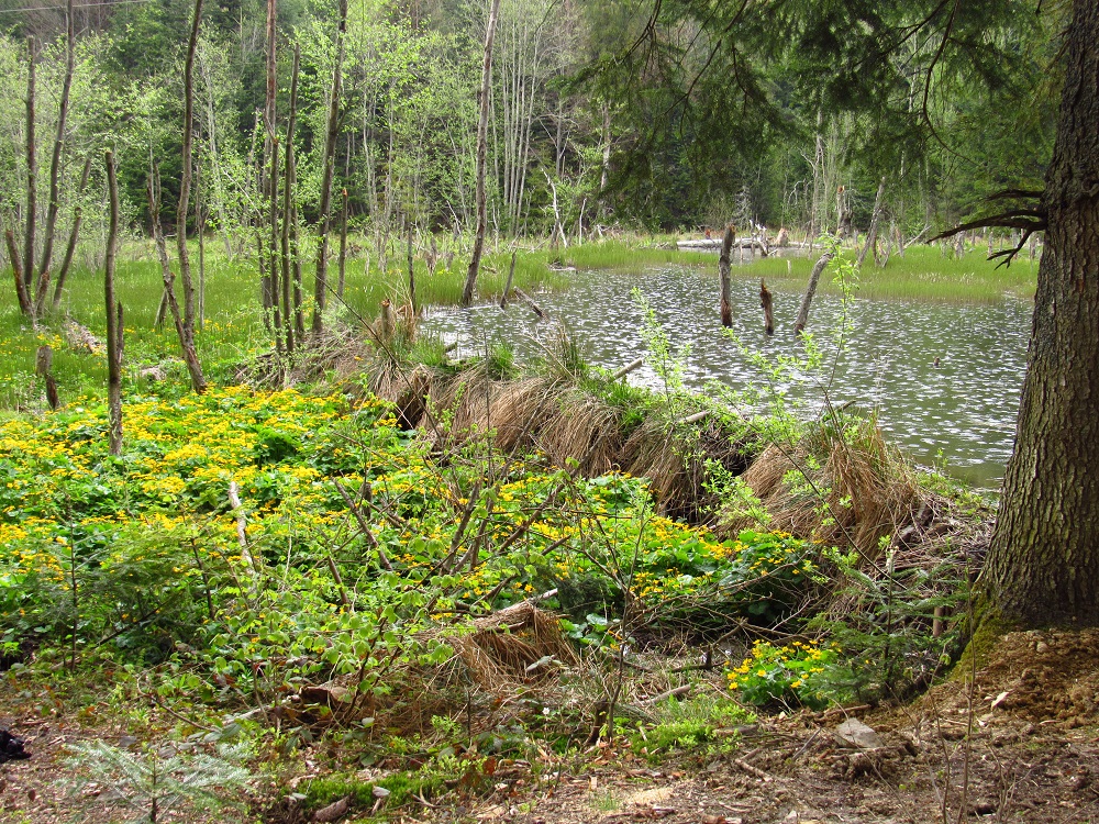 Bobří hráz / Beaver dam