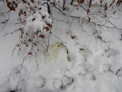 gray wolf (canis lupus), territorial marking