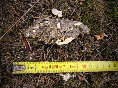 IMG_0196.jpg (570.46 KiB) Zobrazeno 13324 x Výr velký (bubo bubo), vývržek / Eagle-owl, pellet