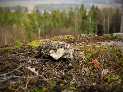 IMG_0198.jpg (342.82 KiB) Zobrazeno 13324 x Výr velký (bubo bubo), vývržek / Eagle-owl, pellet
