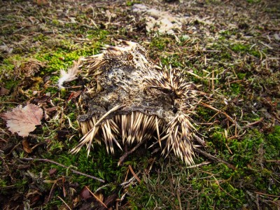 IMG_0201.jpg (541.93 KiB) Zobrazeno 13323 x Výr velký (bubo bubo), zbytky ježka. Poznámka: Ježci jsou pro výra velkého vcelku typickou kořistí a nález podobných zbytků naznačuje přítomnost této velké sovy. / Eagle-owl, hedgehog remains. Note: Hedgehogs are quite typical prey for eagle-owl and remains like these indicates presence of this large owl.