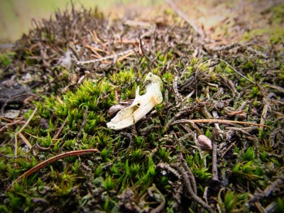 IMG_0205.jpg (404.74 KiB) Zobrazeno 13323 x Výr velký (bubo bubo), kosti z vývržku / Eagle-owl, bones from the pellet