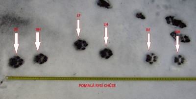 Rys ostrovid, stopní dráha v kroku. Rozlišeny otisky předních a zadních končetin.