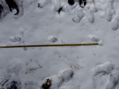 Rys ostrovid, stopní dráha v klusu.  Délka kroku je 105 cm. Stopy jsou téměř zcela v jedné linii (čárování).