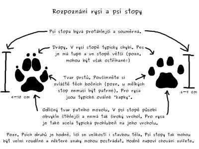 rozpoznání rysí a psí stopy