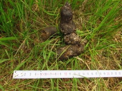 Vlk obecný, trus / gray wolf (canis lupus), scat