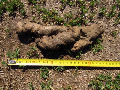 Vlk obecný, trus / gray wolf (canis lupus), scat