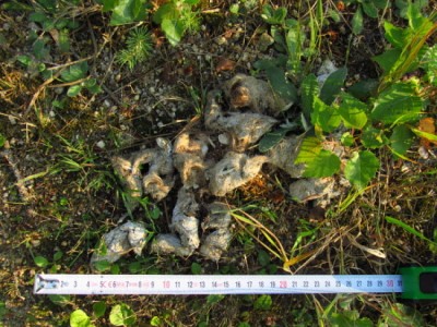 Vlk obecný, trus / gray wolf (canis lupus), scat