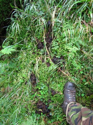 Medvěd hnědý (ursus arctos), trus / Brown bear, scat