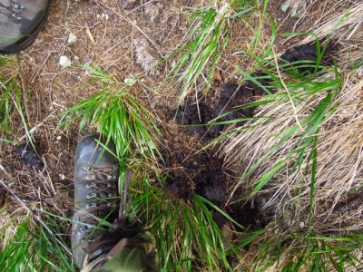 Medvěd hnědý (ursus arctos), trus / Brown bear, scat
