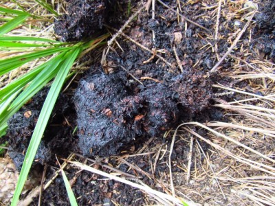 Medvěd hnědý (ursus arctos), trus / Brown bear, scat