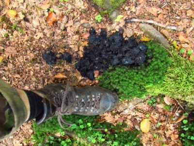 Medvěd hnědý (ursus arctos), trus / Brown bear, scat