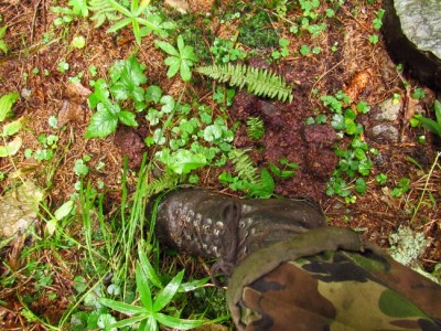 Medvěd hnědý (ursus arctos), trus / Brown bear, scat