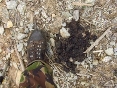 Medvěd hnědý (ursus arctos), trus / Brown bear, scat
