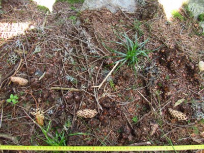 Medvěd hnědý (ursus arctos), trus / Brown bear, scat