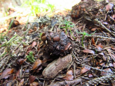 Medvěd hnědý (ursus arctos), trus / Brown bear, scat