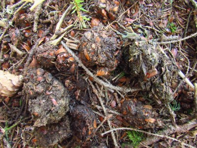 Medvěd hnědý (ursus arctos), trus / Brown bear, scat
