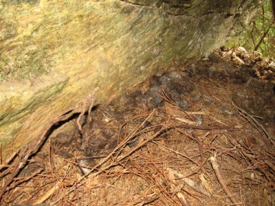 Medvěd hnědý (ursus arctos), trus / Brown bear, scat