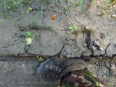 Medvěd hnědý (ursus arctos), stopa / Brown bear, track