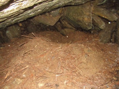 Medvěd hnědý (ursus arctos), medvědí brloh / Brown bear, bears den