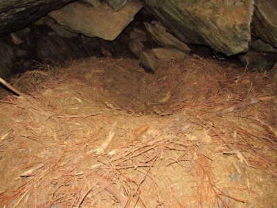 Medvěd hnědý (ursus arctos), medvědí brloh / Brown bear, bears den