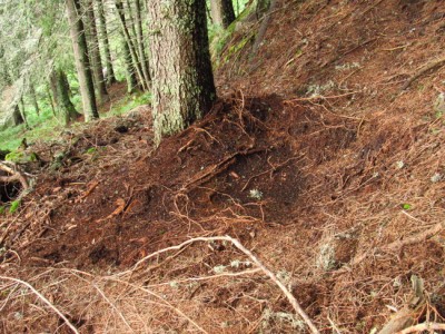 Medvěd hnědý (ursus arctos), záleh / Brown bear, bears bed