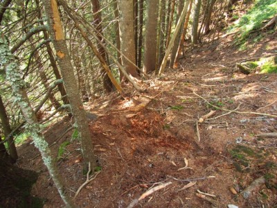 Medvěd hnědý (ursus arctos), záleh / Brown bear, bears bed
