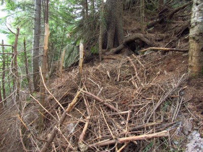 Medvěd hnědý (ursus arctos), záleh / Brown bear, bears bed