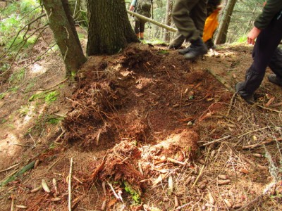 Medvěd hnědý (ursus arctos), záleh / Brown bear, bears bed