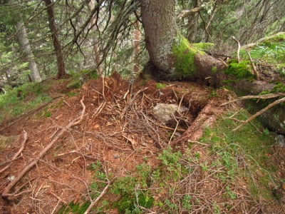 Medvěd hnědý (ursus arctos), záleh / Brown bear, bears bed