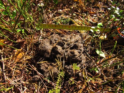 Vlk obecný, trus / Gray wolf, scat