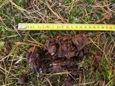 Vlk obecný, trus / Gray wolf, scat