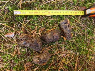 Vlk obecný, trus / Gray wolf, scat