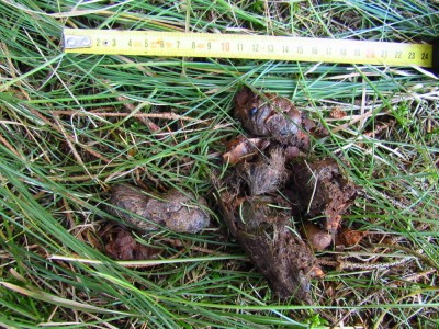 Vlk obecný, trus / Gray wolf, scat
