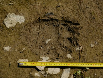 Medvěd hnědý (ursus arctos), stopa / Brown bear, track