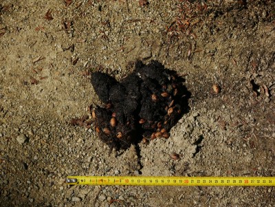 Medvěd hnědý (ursus arctos), trus / Brown bear, scat