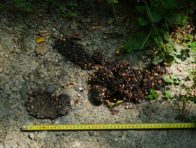 Medvěd hnědý (ursus arctos), trus / Brown bear, scat