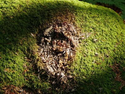 Výr velký (bubo bubo), zbytky ježka. Poznámka: Ježci jsou pro výra velkého vcelku typickou kořistí a nález podobných zbytků naznačuje přítomnost této velké sovy. / Eagle-owl, hedgehog remains. Note: Hedgehogs are quite typical prey for eagle-owl and remains like these indicates presence of this large owl.