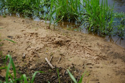 Vydra říční, značkovací místo/river otter, territory marking