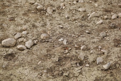 Kulík říční, hnízdo/ little ringed plover, nest