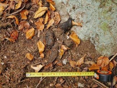 Rys ostrovid, trus / Lynx Lynx, scat