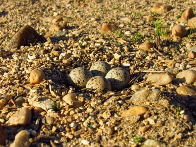 Kulík říční, hnízdo/ little ringed plover, nest