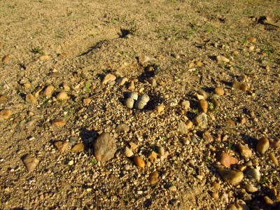 Kulík říční, hnízdo/ little ringed plover, nest