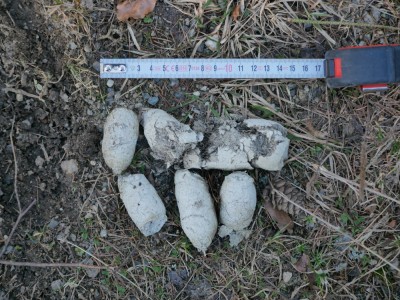 Vlk obecný, trus / gray wolf (canis lupus), scat