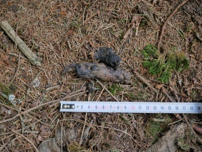 Rys ostrovid, trus / Lynx Lynx, scat