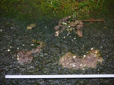 Vlk obecný, trus / gray wolf (canis lupus), scat