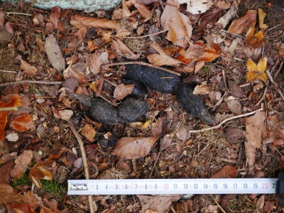 Rys ostrovid, trus / Lynx Lynx, scat