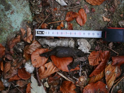 Rys ostrovid, trus / Lynx Lynx, scat